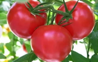 Фото: уДАЧНЫЕ СОТКИ: продолжаем рассказывать, как правильно выбрать сорт томатов