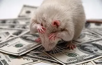 Фото: В Индии мыши сгрызли в банкомате более 17 тысяч долларов