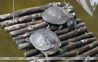 Фото: В Индии обнаружили необычную желтую черепаху - видео