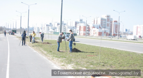 Фото: В рамках месячника по благоустройству актив БРСМ инициировал акцию по озеленению города
