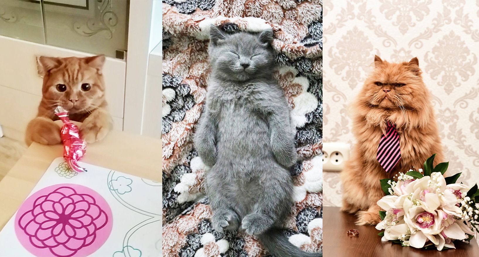 Фото: Онлайн-голосование: выбираем самого обаятельного кота Гомеля