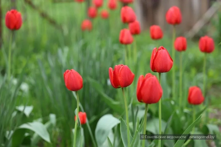 Фото: уДАЧНЫЕ СОТКИ: почему тюльпаны не цветут и выпускают только листья? Рассказываем