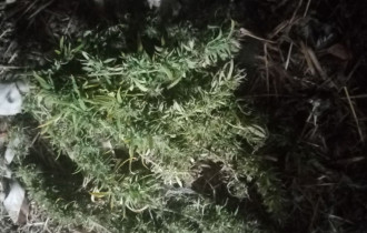 Фото: Житель Буда-Кошелевского района культивировал и хранил наркосодержащее растение
