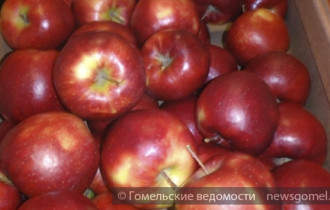 Фото: Пять попыток незаконного перемещения яблок пресекли гомельские таможенники