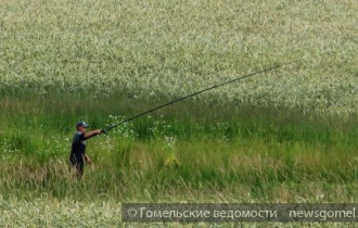 Фото: «ГВ» подвели итоги конкурса на весёлый фотоснимок из жизни гомельчан