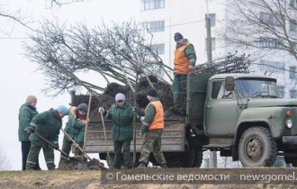 Фото: Новые деревья высаживают на территории каскада озёр "Волотова"