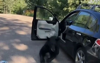 Фото: В США медведь разбил авто и уснул на сидении 