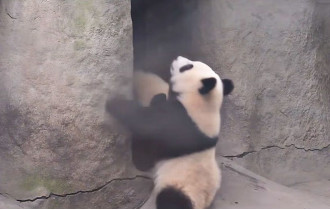 Фото: Самые смешные падения панд собрали в одном видео