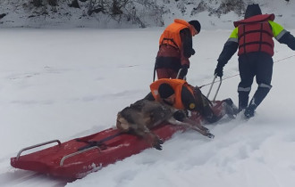 Фото: В Бобруйском районе спасатели помогли косуле выбраться из полыньи
