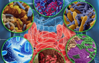 Фото: Гомельский врач рассказала, как кишечный микробиом влияет на иммунитет
