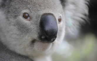 Фото: В Австралии коала трижды за день заходила в одну и ту же аптеку