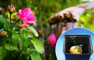 Фото: Как вырастить розу в картошке: советы дачникам