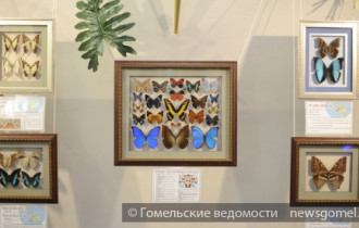 Фото: Выставка бабочек открылась в Гомеле