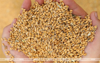 Фото: В Речицком районе водитель похитил почти 1,8 тонны пшеницы
