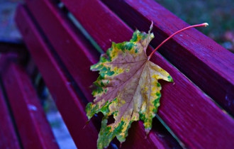 Фото: Колонка главного редактора. Осень, осень, ну давай у листьев спросим...