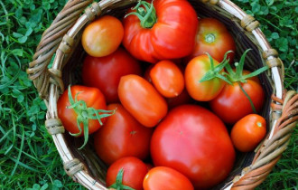 Фото: уДАЧНЫЕ СОТКИ: что сейчас нужно томату?