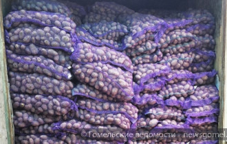 Фото: 60 тонн картофеля без фитосанитарных документов не выпустили из страны Гомельские таможенники 