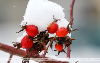 Фото: Снегопад в Брестской и Гомельской областях из-за атмосферных фронтов усилится