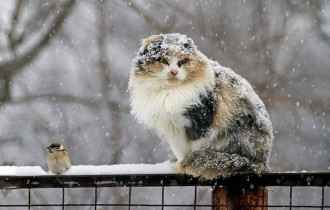 Фото: Мокрый снег и гололедица: какая погода ожидается 30 ноября и в первые дни декабря