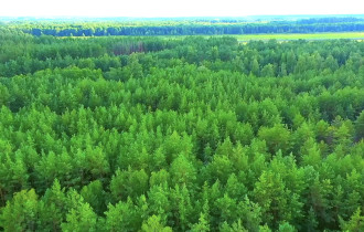 Фото: А вы знаете, почему Гомельская область самая лесистая в Беларуси? 