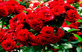 Фото: Советы садоводу: главное в уходе за садовыми розами