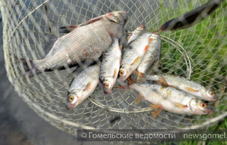 Фото: Почти сотню особей рыбы выловили браконьеры в Любенском озере 