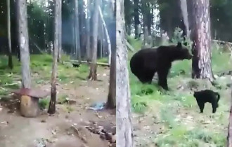 Фото: В Якутии домашний кот Вася защитил хозяев от медведя и попал на видео