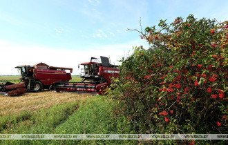 Фото: Аграрии Гомельской области убрали более 70% площадей зерновых