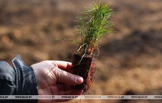 Фото: Как и сколько можно хранить саженец от покупки до посадки