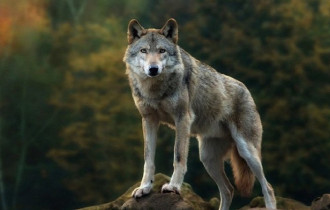 Фото: Белорус поймал волчицу и пытался ее продать