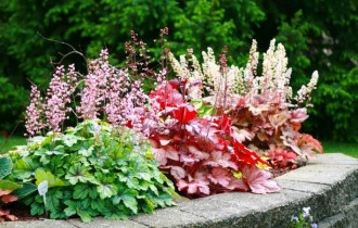 Фото: Советы садоводу: какие цветы лучше посадить осенью