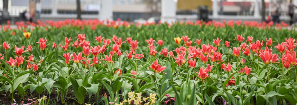 ФОТОФАКТ: В Гомельском парке расцвели тюльпаны