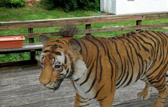 Фото: Тигр в комнате! Google спроецирует животных из поиска изображений 