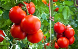 Фото: Как нельзя подкармливать томаты и как нужно