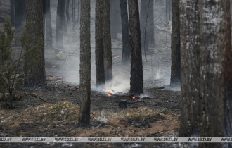 Фото: Гослесохрана за неделю ликвидировала 13 лесных пожаров