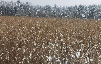 Фото: Урожай под снегом: КГК выявил десятки хозяйств, не убравших кукурузу