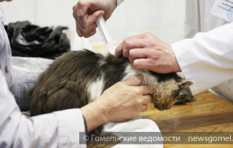 Фото: Один день из жизни ветеринарной станции Гомеля
