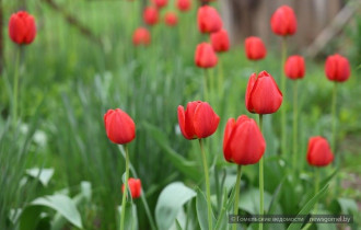Фото: уДАЧНЫЕ СОТКИ: почему тюльпаны не цветут и выпускают только листья? Рассказываем
