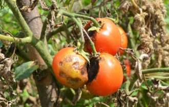 Фото: Можно ли употреблять в пищу томаты, поражённые столбуром