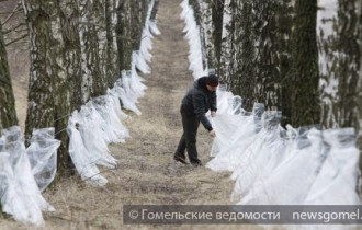 Фото: Где купить берёзовый сок?