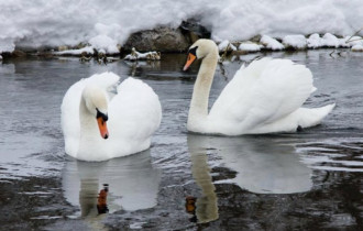Фото: Стоит ли переживать за птиц и что делать при виде лебедя на замерзающем водоёме?