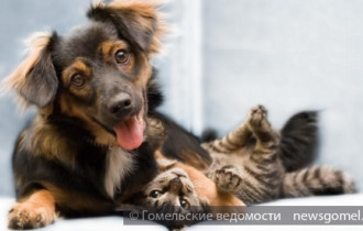 Фото: Гостиница для собак и кошек в Гомеле