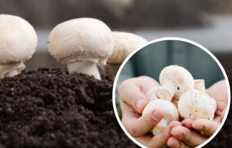 Фото: Как выращивать грибы: советы для начинающих