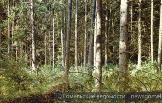 Фото: Запрет на посещение лесов введен в Беларуси