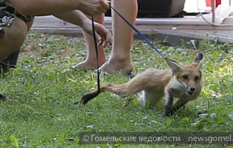 Фото: "Дикий" бизнес в гомельском парке