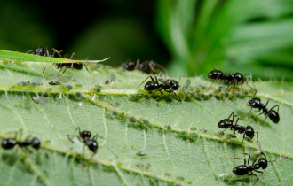 Фото: уДАЧНЫЕ СОТКИ: как избавиться от муравьёв на участке?