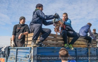 Фото: Студотряды Гомеля собирают морковь на полях ОАО «Комбинат “Восток”»