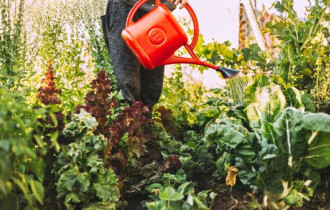 Фото: Советы садоводу: частые заблуждения опытных дачников