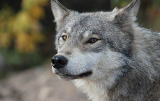 Фото: На Мозырщине егерь вилами заколол волка