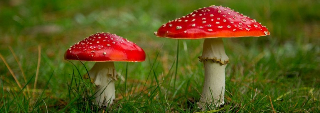 В Гомельской области в этом году зафиксировано три случая отравления грибами